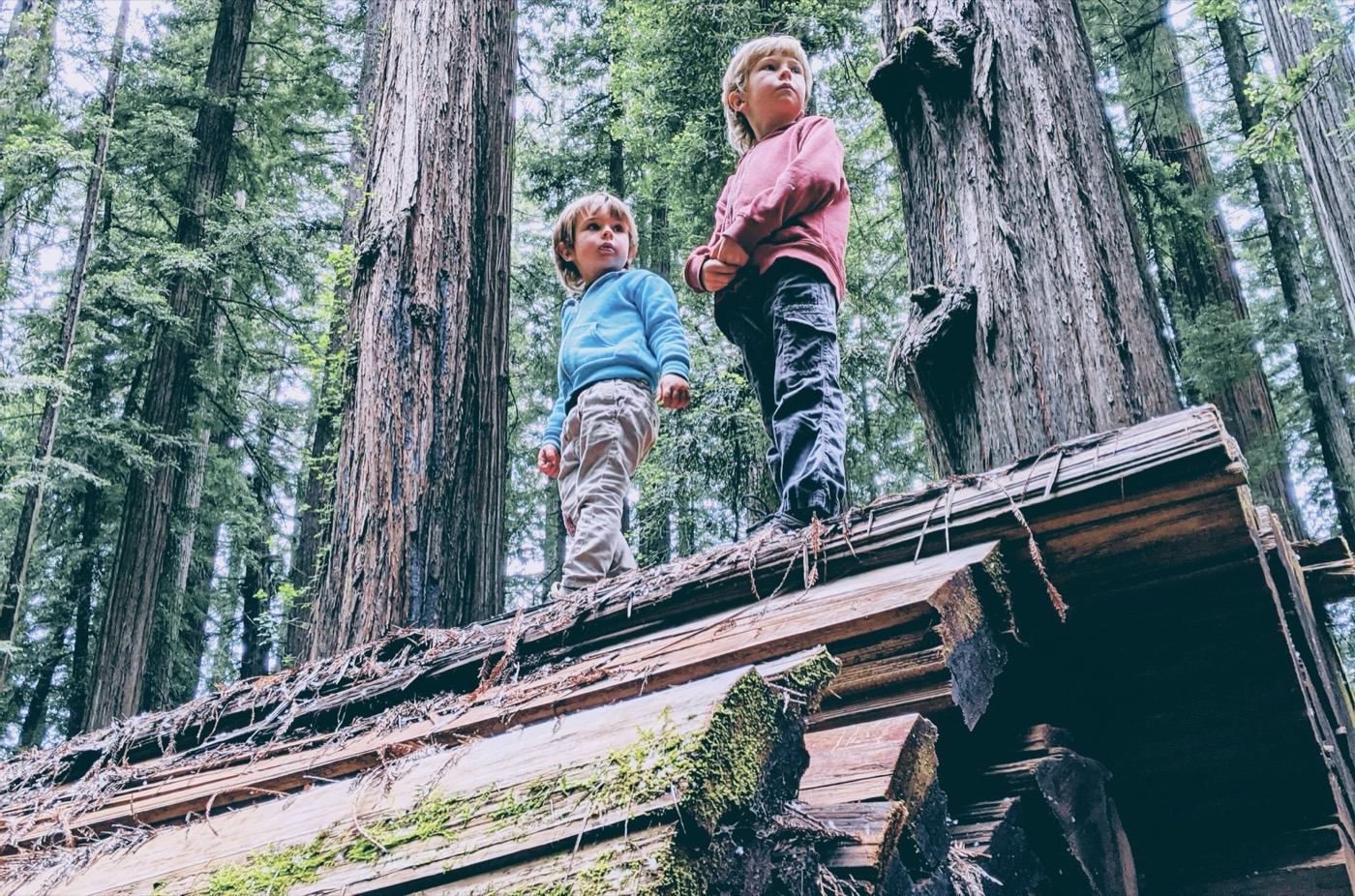 Two children standing on a fallen redwood in a Northern California old-growth forest