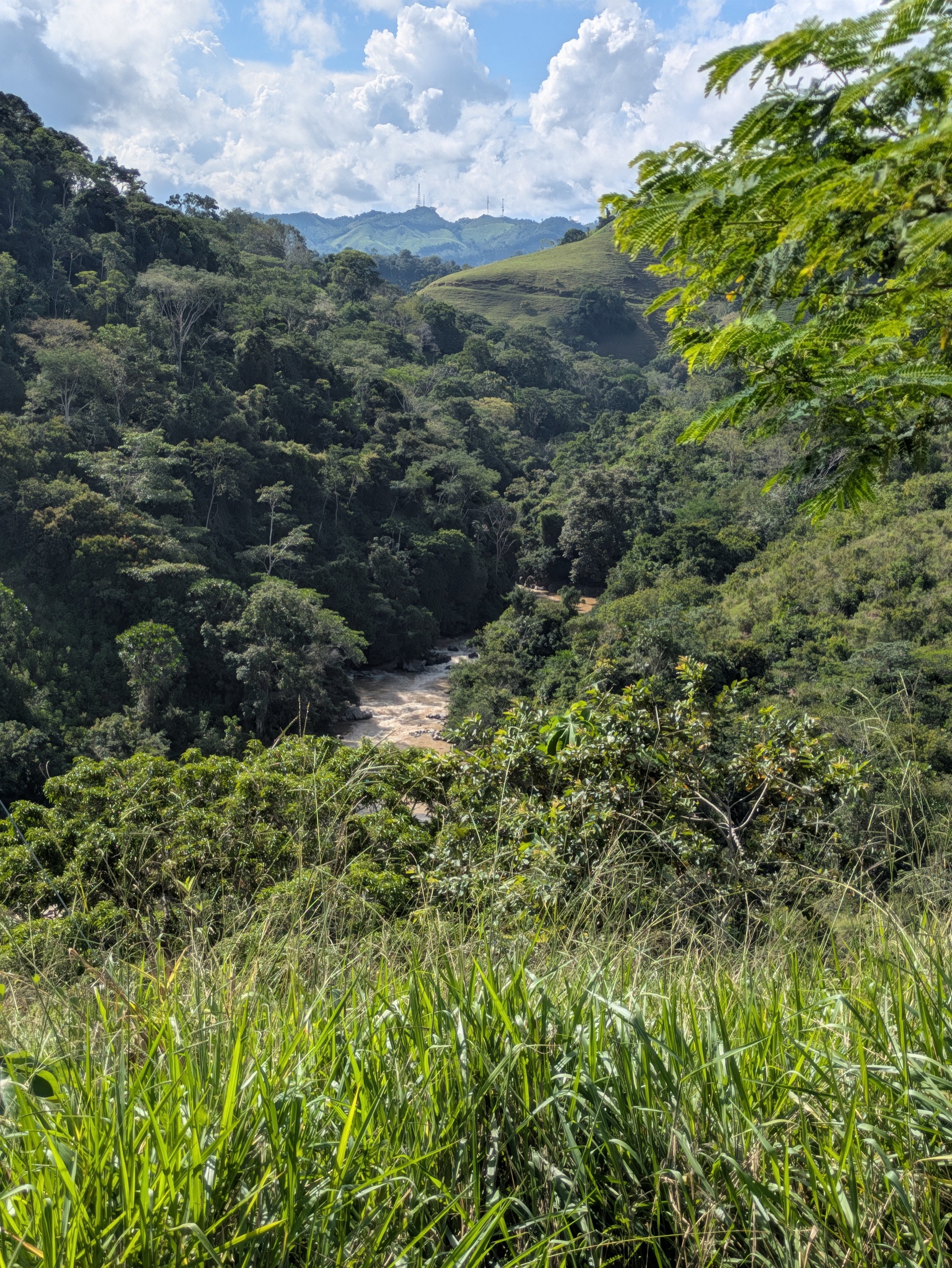 Tropical hillside showing lush jungle forest with cleared pasture on hilltop