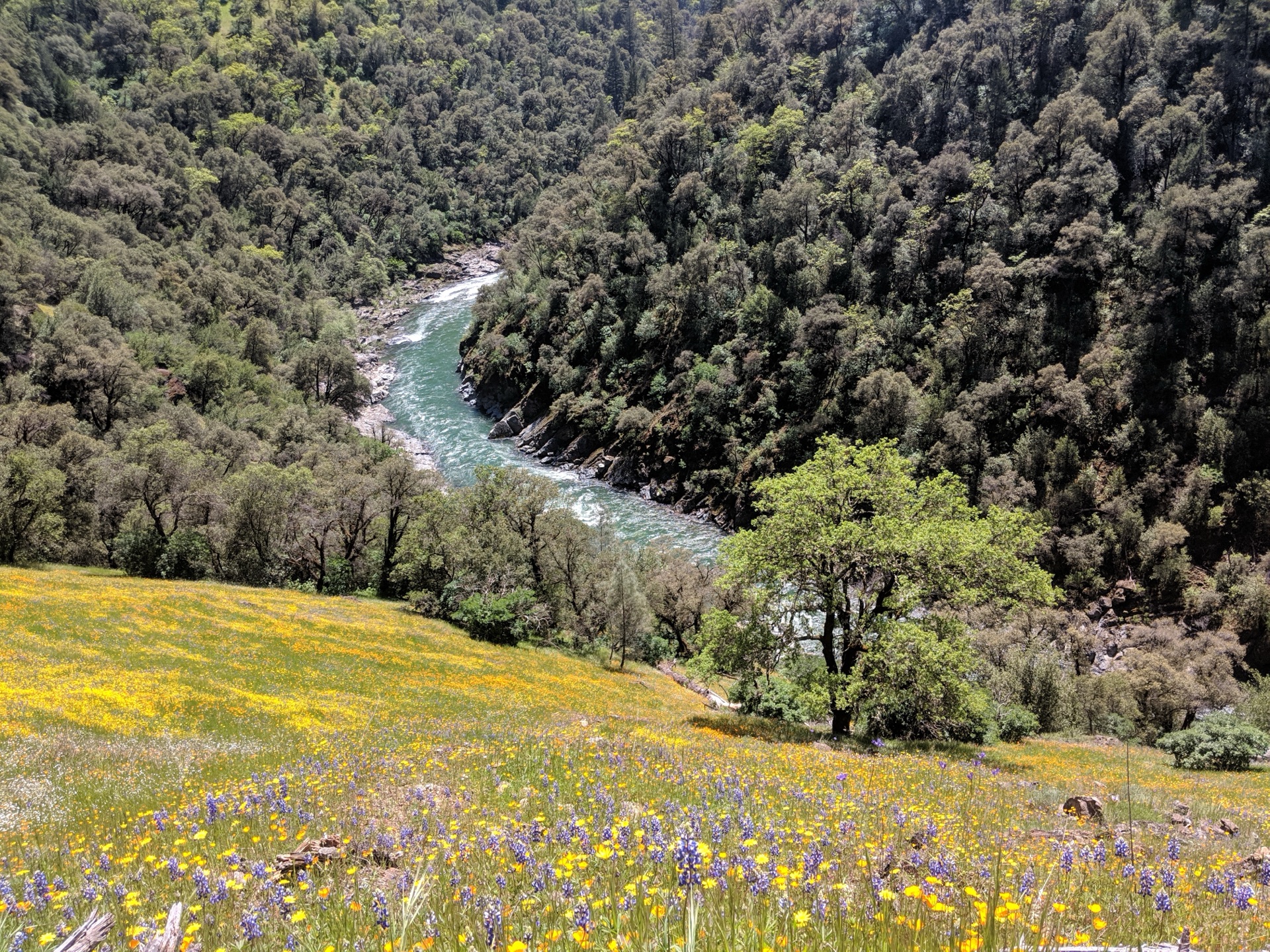 NorCal river canyon with forested hillsides and vibrant spring foliage