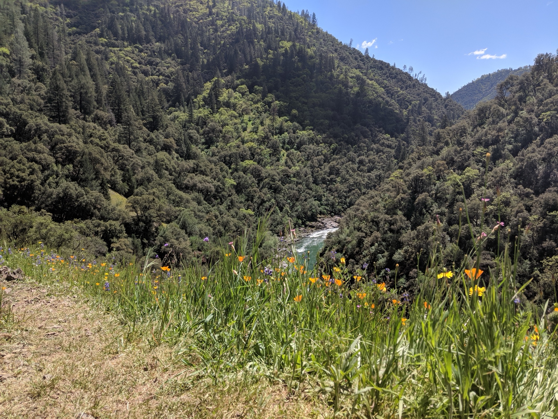 Dense old-growth Douglas fir forest with moss-covered trunks and filtered light
